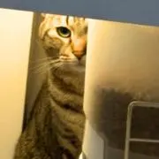 しんしん
