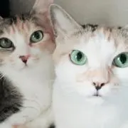 Mayumiの画像