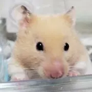 ゆん