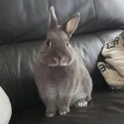 はっさくの画像