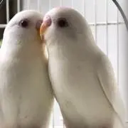 とと丸の画像