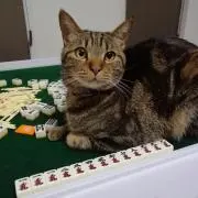 きーちゃんの画像