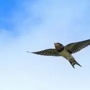 つばめの画像