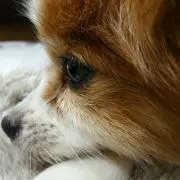マモル