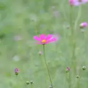 ヴィトの画像