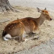 ポピーの画像