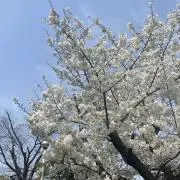 白禾の画像