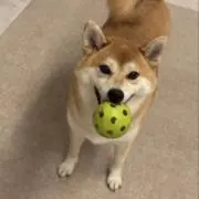 作間健斗の画像