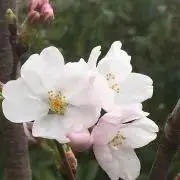 コナンネット(プロフ必読お願い）