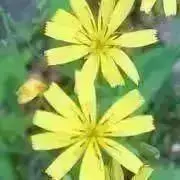 ぼたん　＊断捨離中＊の画像