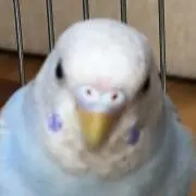 まみおの画像