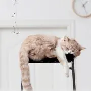 カケさんの画像