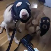 すかるくん