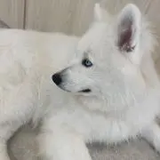 ☆の画像