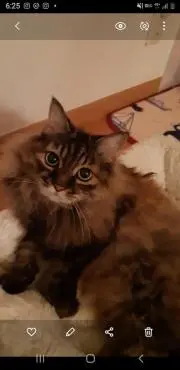 ちび