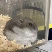 川添　咲来の画像