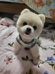 メロくん