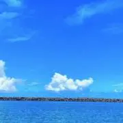 ぼたんの画像