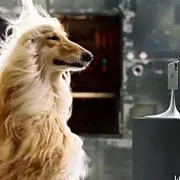 Jazzの画像