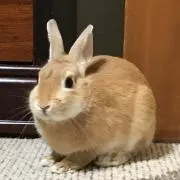 晴れうさぎ