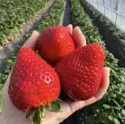 りゆの画像