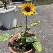みきてぃの画像