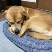 ララちゃんの画像