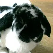 アダリンドの画像