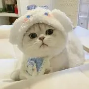 の氏の画像
