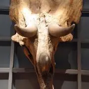 ぴぐの画像