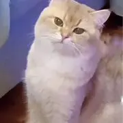 ゆうやん