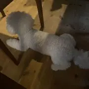 ころみの画像