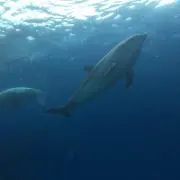 はぴさく