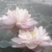 hoya[現在配送不可]の画像