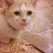 Meekoo ※プロフ確認推奨 ※の画像