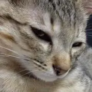 にゃと衛門