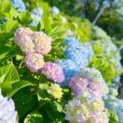みいの画像