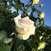 KAの画像
