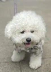 ビションの画像