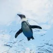 らこらこの画像