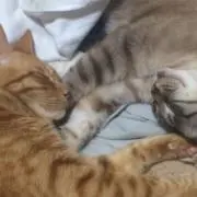 きゃりー