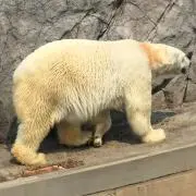 シロクマ