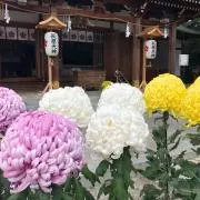 294mataiiの画像