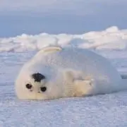 mameの画像