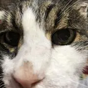 りらの画像