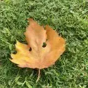 【プロフ必読】よっしーの画像