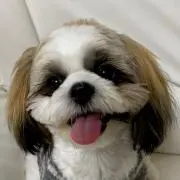 chappy