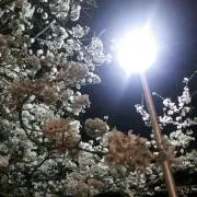 藍※の画像