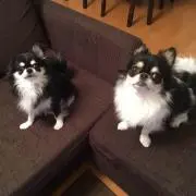 みちゃこひめ