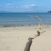 セイの画像